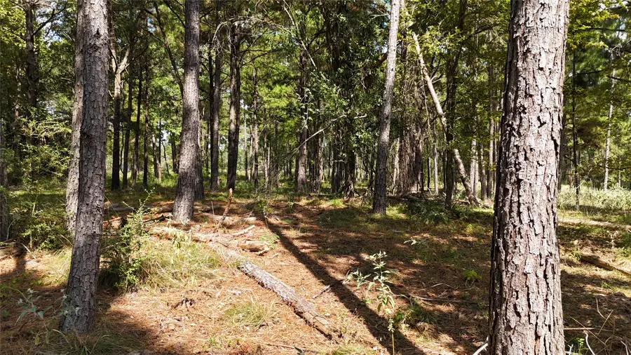 TBD Cherokee Trail, Lovelady, TX 77851 - #3