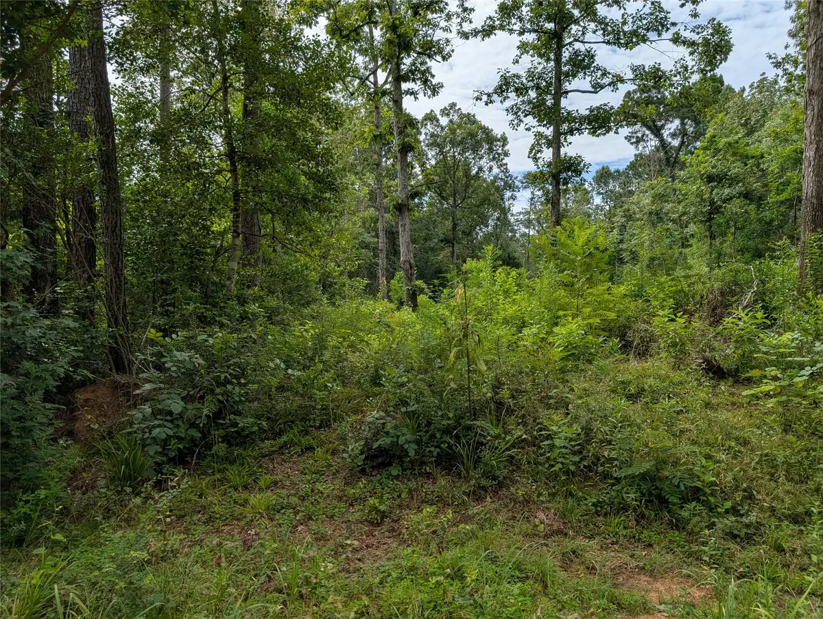 161 Ludies Drive, Livingston, TX 77351 - #1