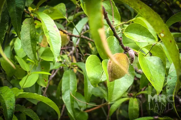 00 County Road 3366, Tenaha, TX 75974