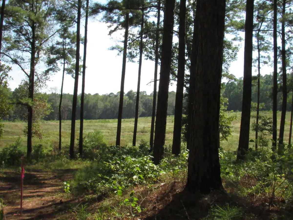 010 Fm 256 N, Woodville, TX 75979 - #1