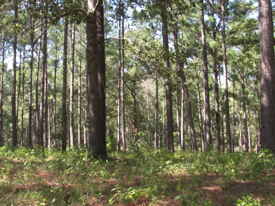 010 Fm 256 N, Woodville, TX 75979 - #3
