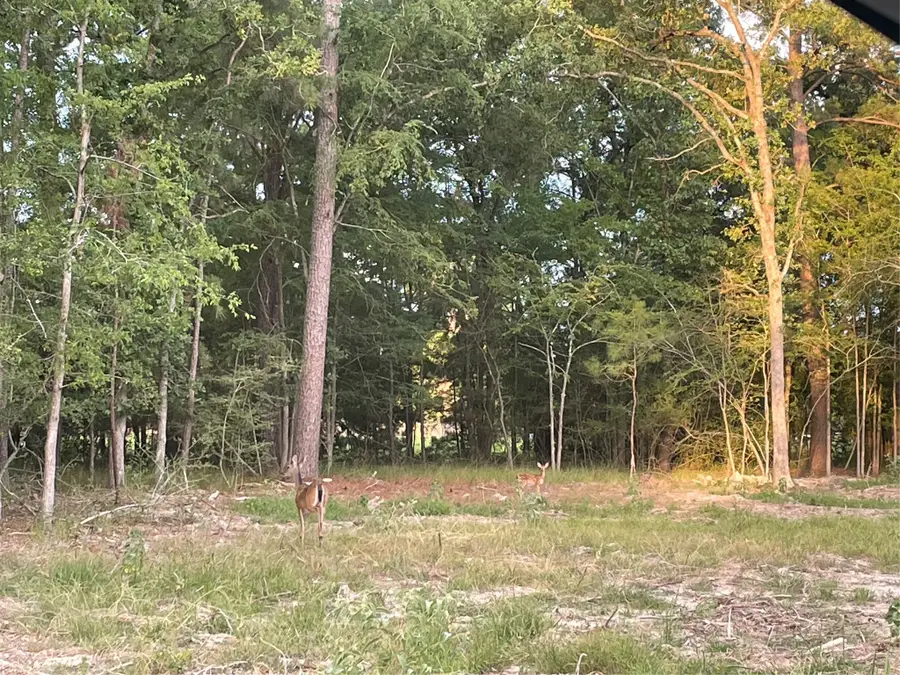 TBD N Clear Springs Road, Trinity, TX 75862 - #2