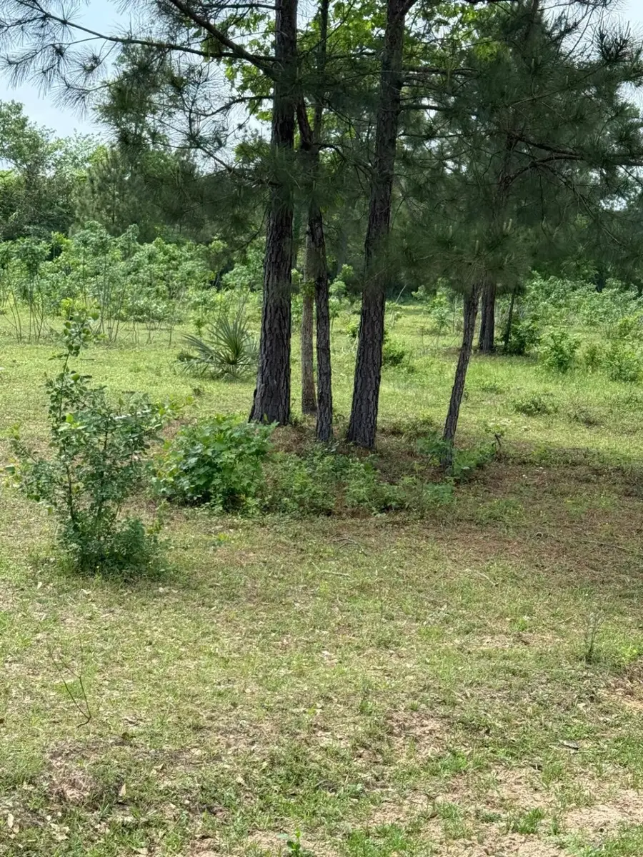 0000 Denson Reed Road, Shepherd Evergreen, TX 77328 - Image #2