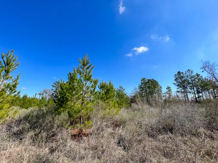 01 Wallace, Huntsville, TX 77320 - Image #3