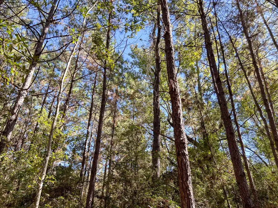 2407 County Road 701, Kirbyville, TX 75956 - Image #3