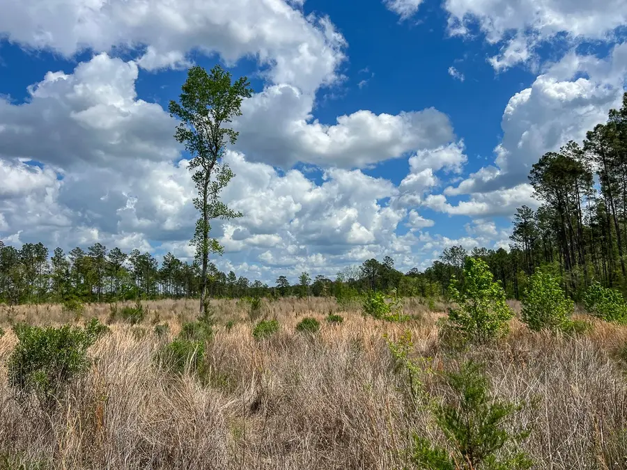 000 County Road 2834, Colmesneil, TX 75938 - #3