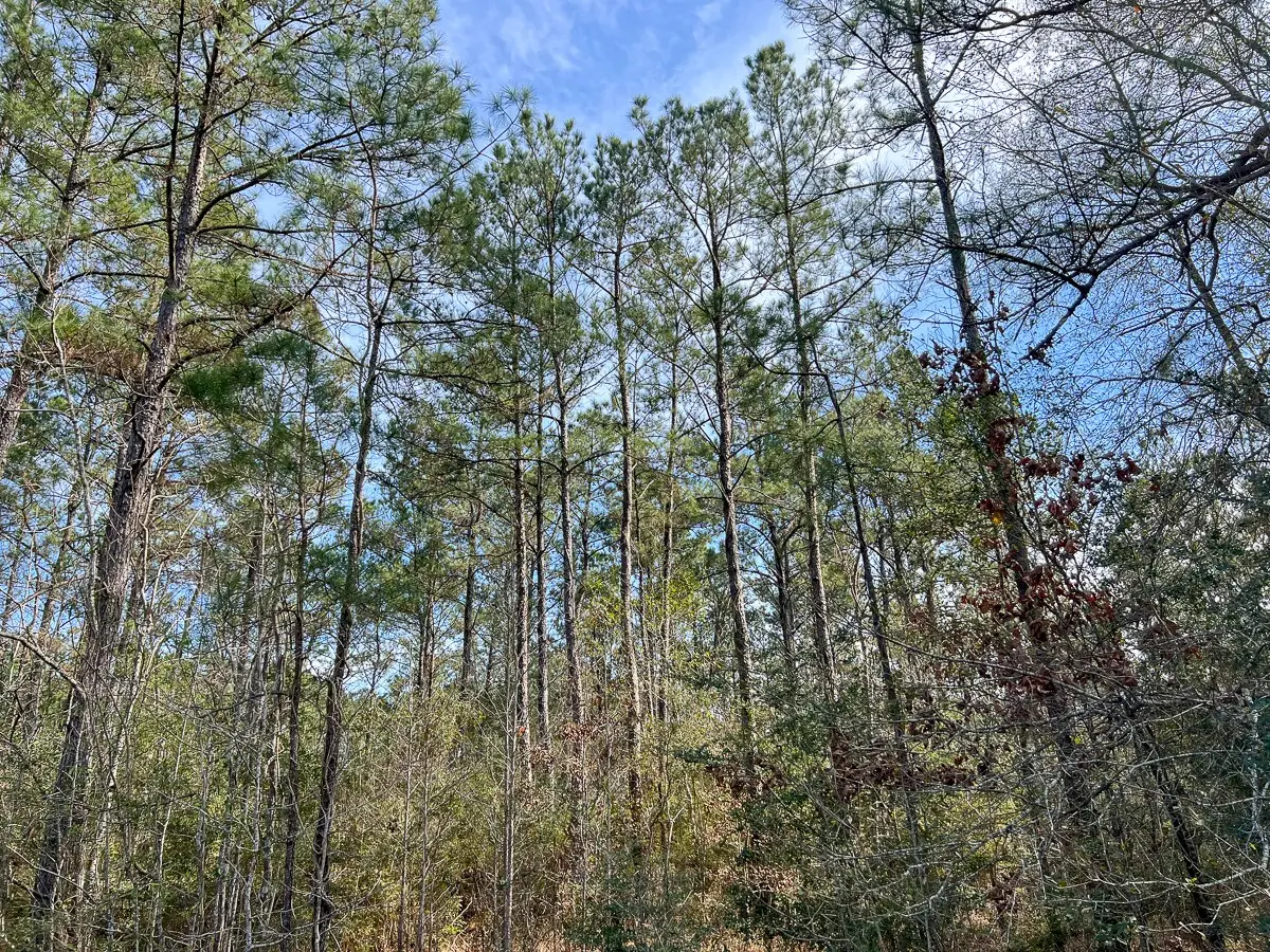T-1 Zavalla Road, Mauriceville, TX 77626 - #1