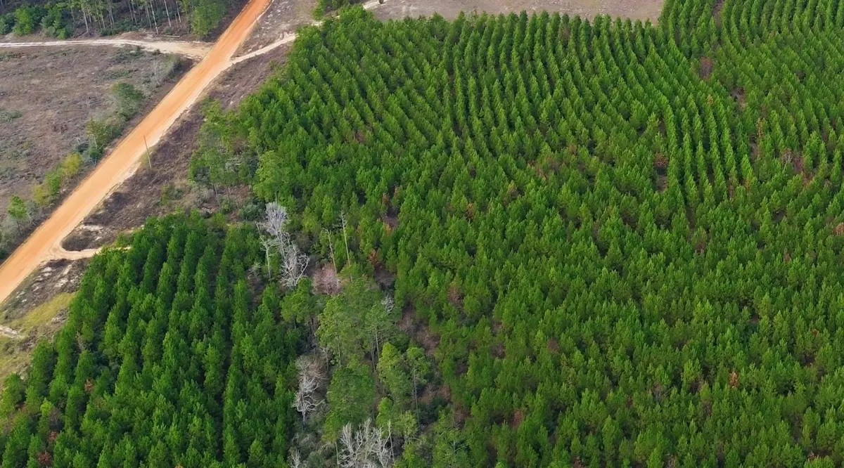 TBD Young Road, Livingston, TX 77351 - #1