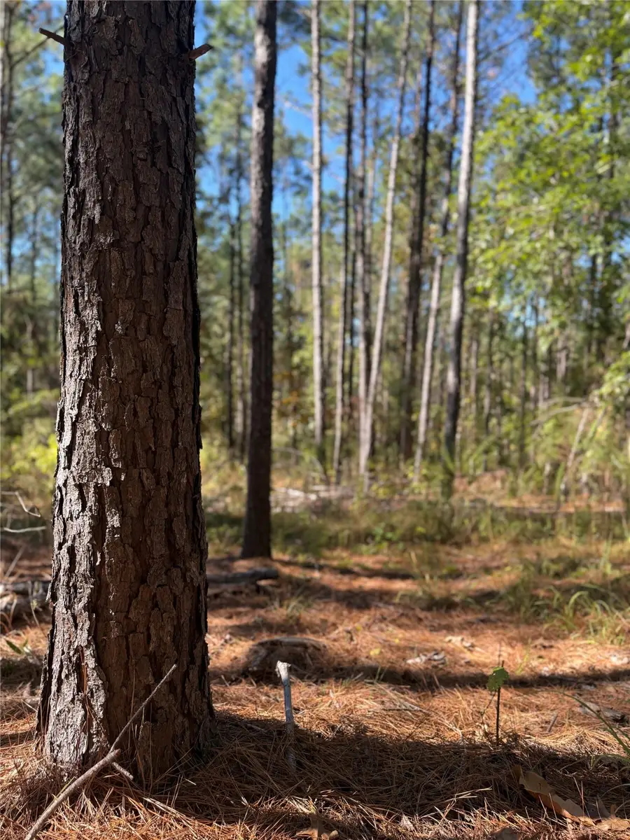 781 Sand Country Road, Jefferson, TX 75657 - Image #2