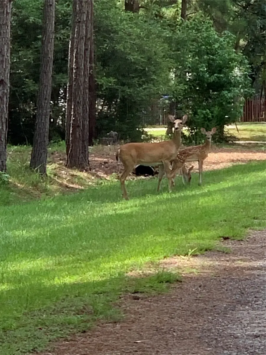 305 Canadian Drive, Trinity, TX 75862 - Image #3