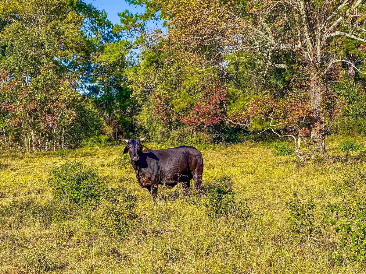 TBD County Road 2090, Liberty, TX 77575 - Image #1