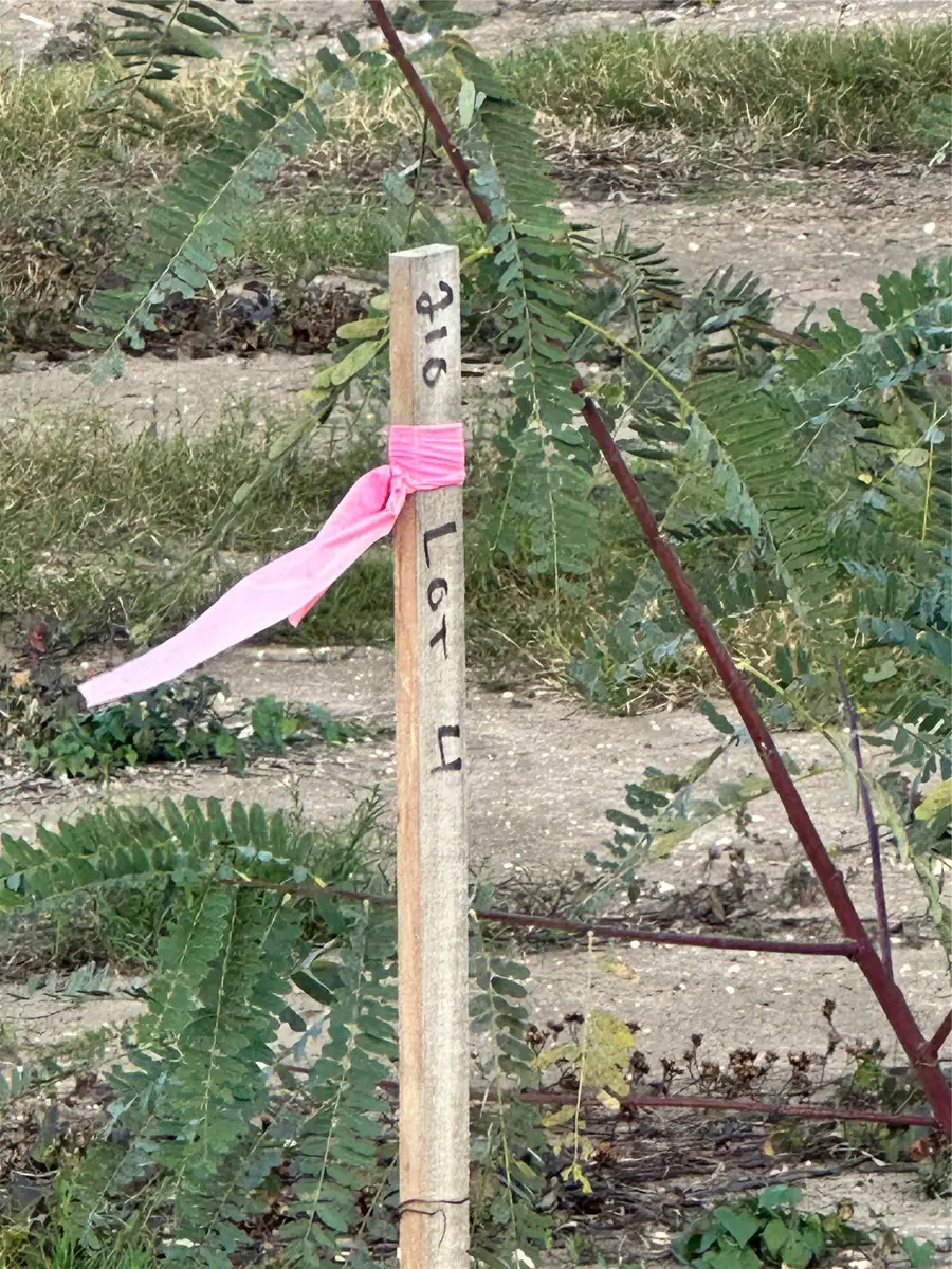 2407 Beverlywood Drive, Missouri City, TX 77489 - #2