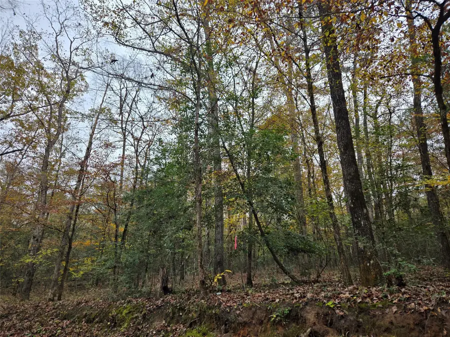 TBD County Road 3150, Colmesneil, TX 75938 - Image #2