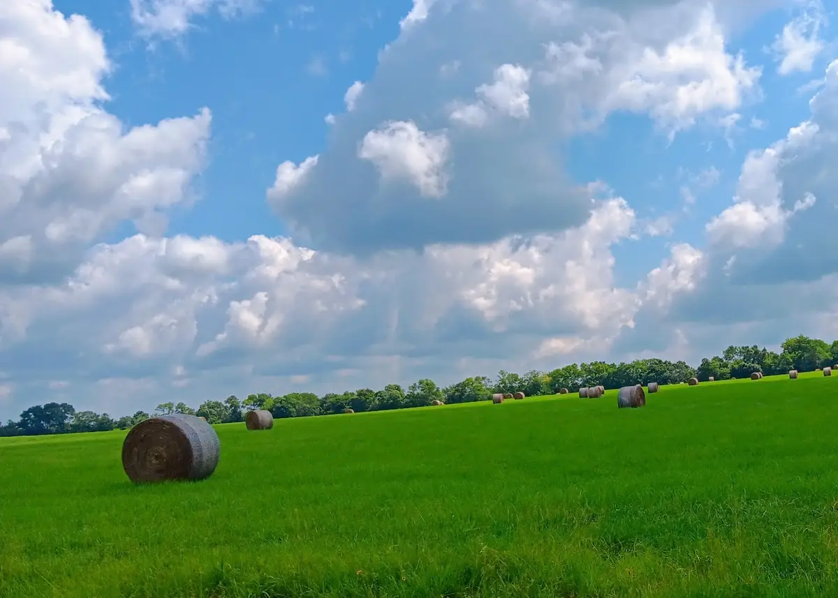 TRACT 24 Fm 2915, Lovelady, TX 75851 - #1