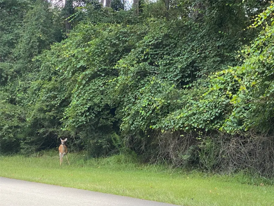 22922 Blackgum Drive, Magnolia, TX 77355 - #3