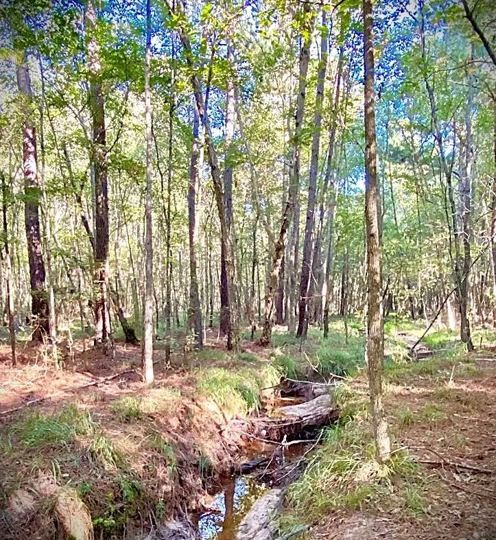 000 County Road 1190, Grapeland, TX 75844 - #3