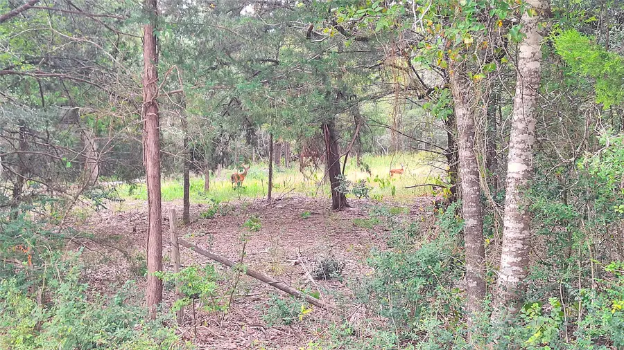 1014 Beaver Lake Drive, Caldwell, TX 77836 - Image #3