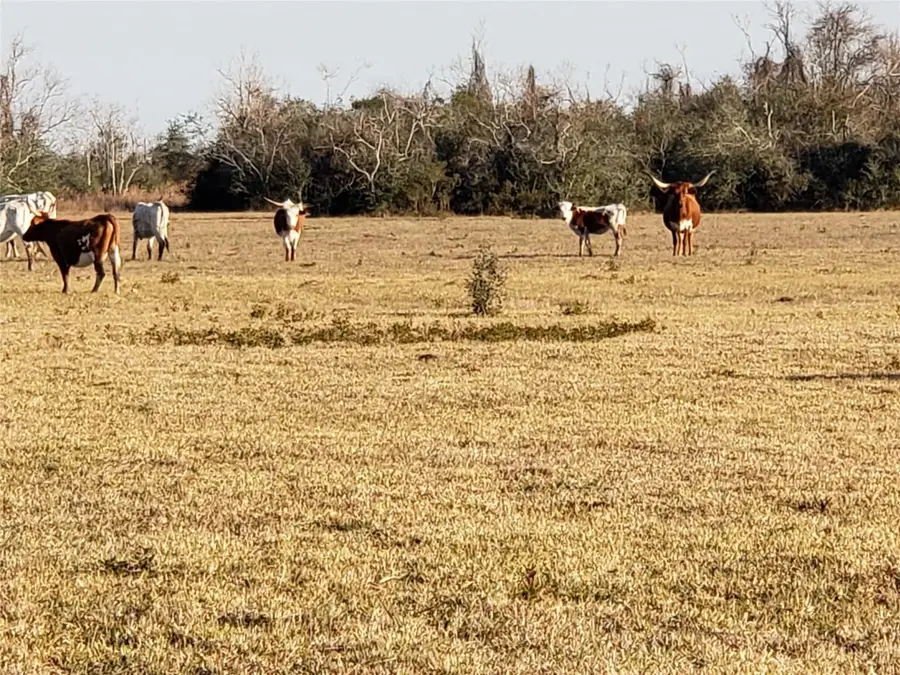 8500 Fm-2004, Hitchcock, TX 77563 - Image #2