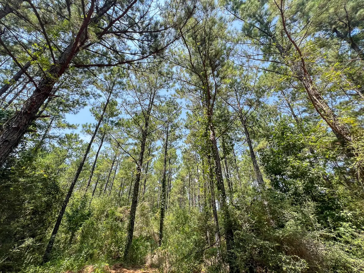 2 County Road 3230, Colmesneil, TX 75938 - #1
