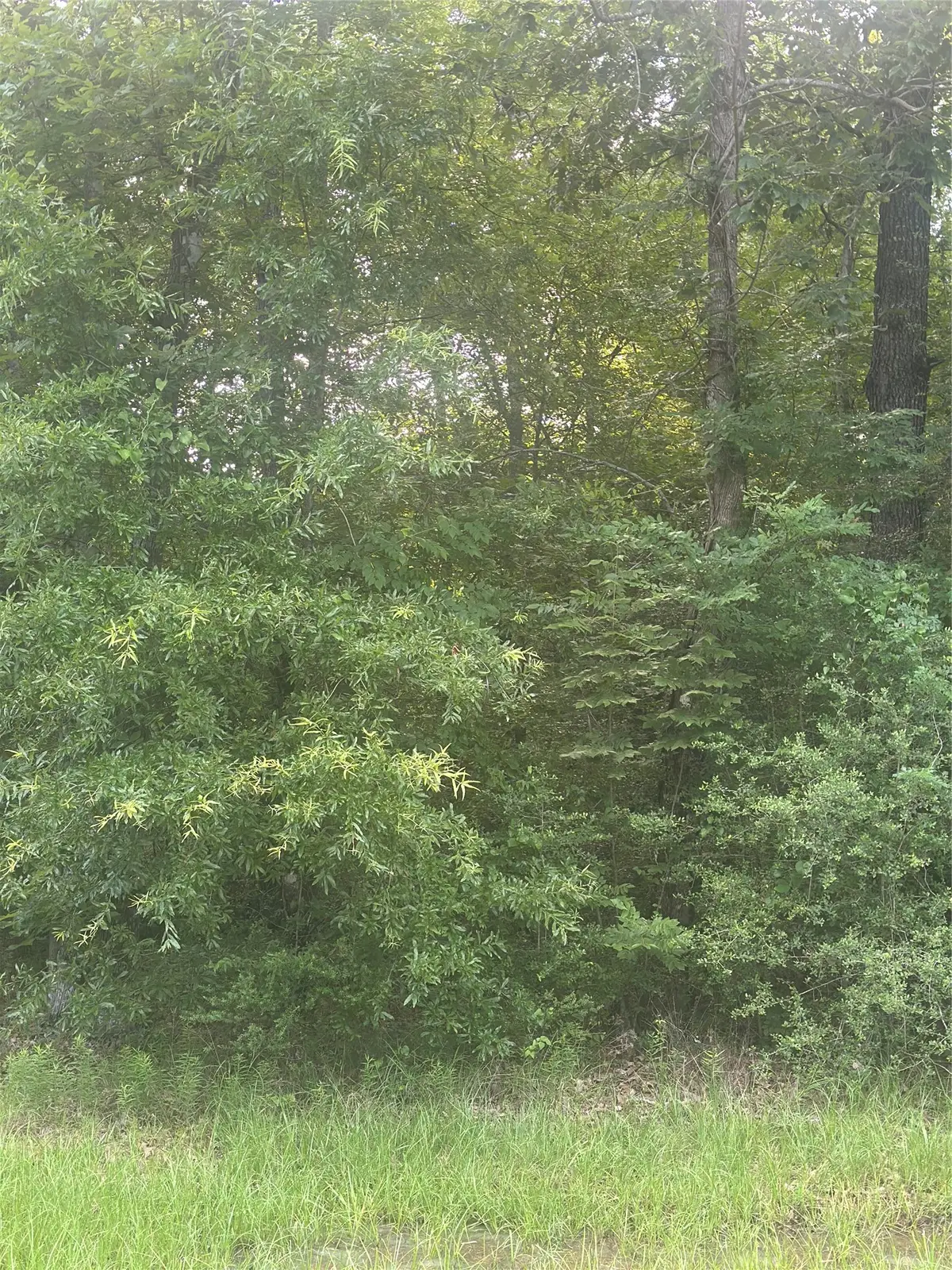 TBD Knottypine, Livingston, TX 77351 - #1