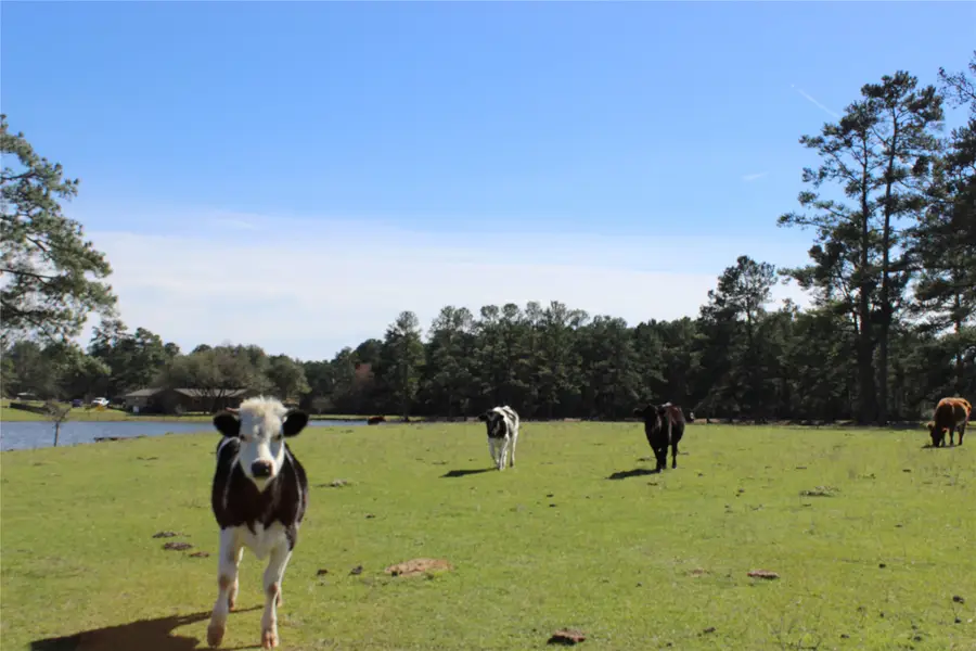 28335 Riley Road, Waller, TX 77484 - Image #3