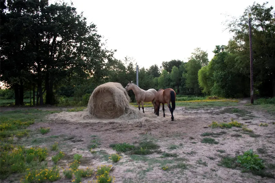 383 County Road 1875, Grapeland, TX 75844 - Image #3