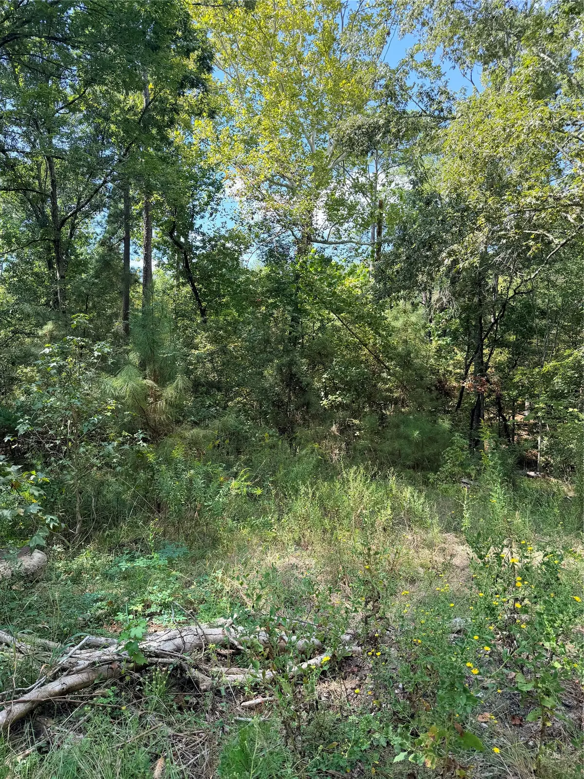 TBD Honeysuckle, Lot 10, Livingston, TX 77351 - #1