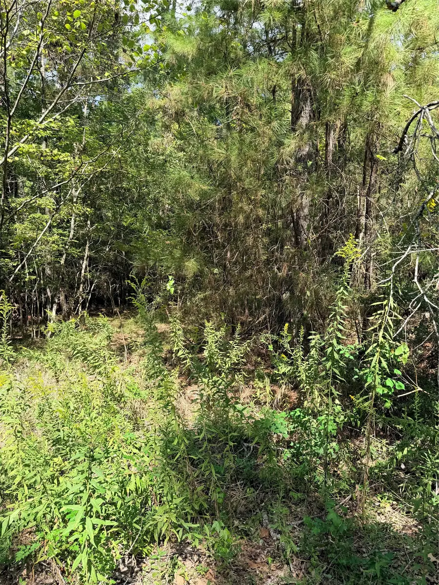 TBD Honeysuckle, Lot 10, Livingston, TX 77351 - #3