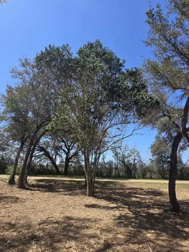 000 Tinkler, Rock Island, TX 77470 - Image #3