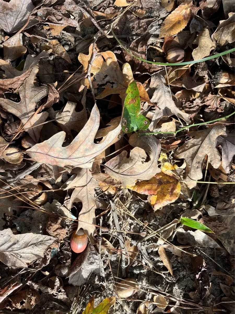 TBD Sh-155, Winona, TX 75792 - Image #3