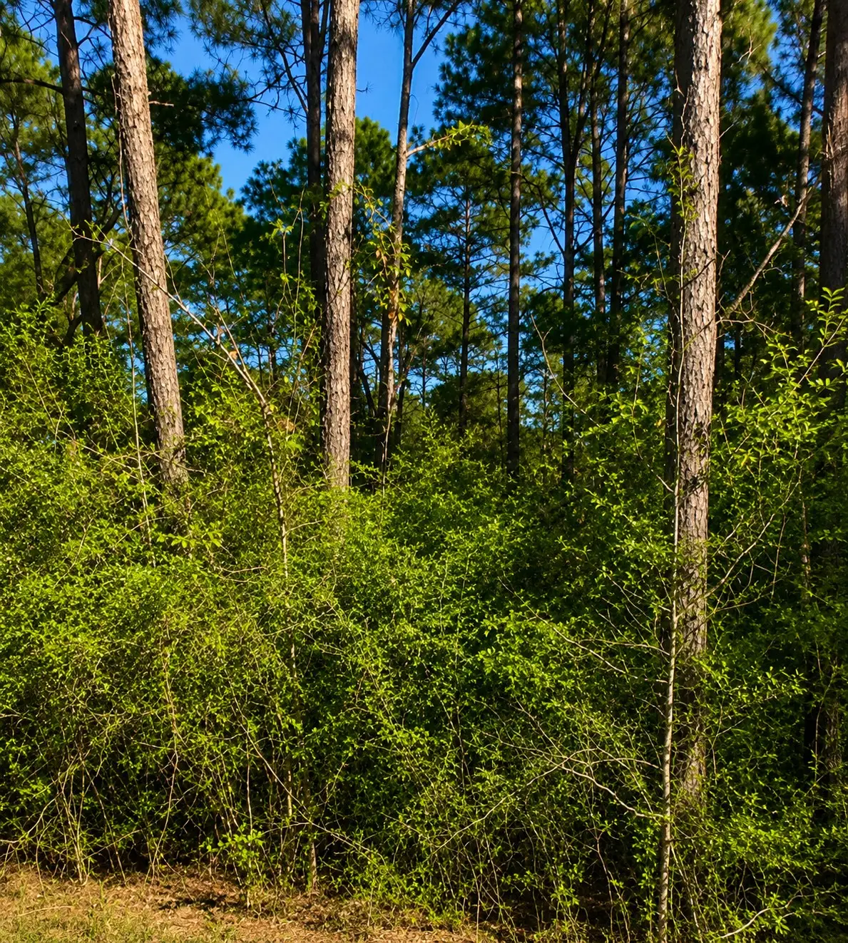0 Curry Street, Livingston, TX 77351 - #1