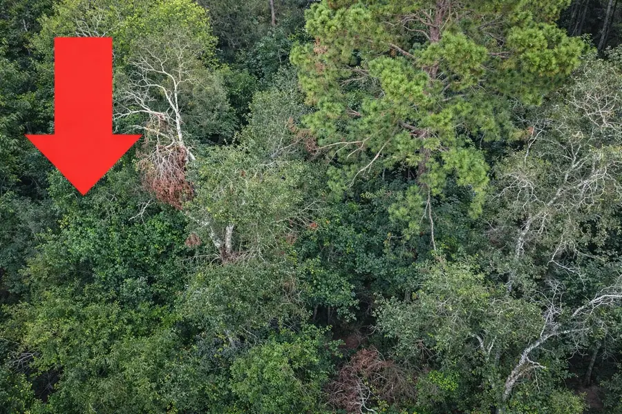 TBD North Essex Drive, Conroe, TX 77302 - #2