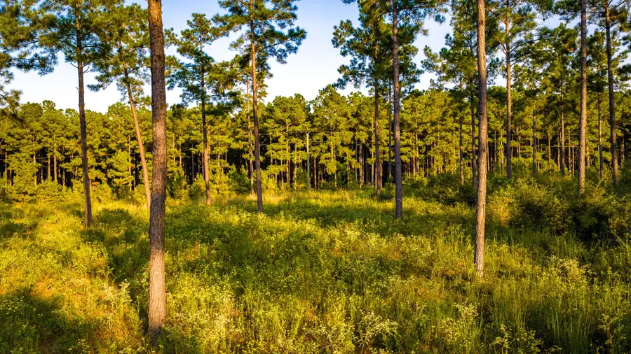 1448 Richardson Rd E, Livingston, TX 77351 - #3