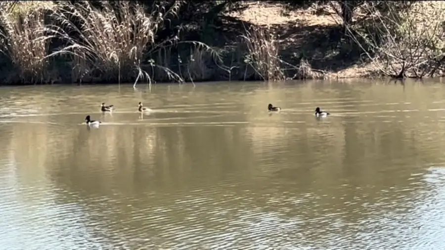 TBD Wetjen Lane, West Point, TX 78963 - #2