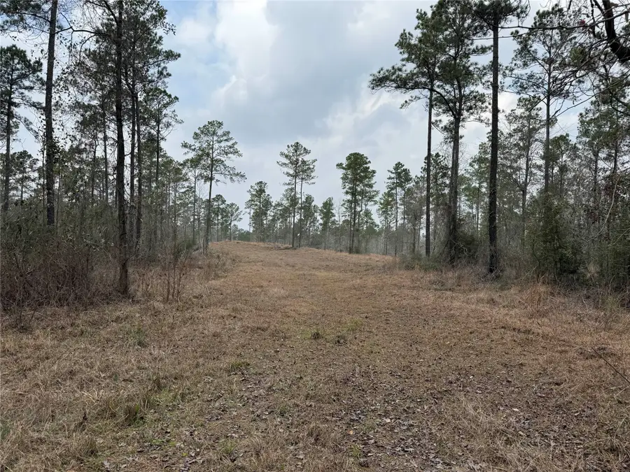 090 County Road Divide, Pineland, TX 75968 - #2