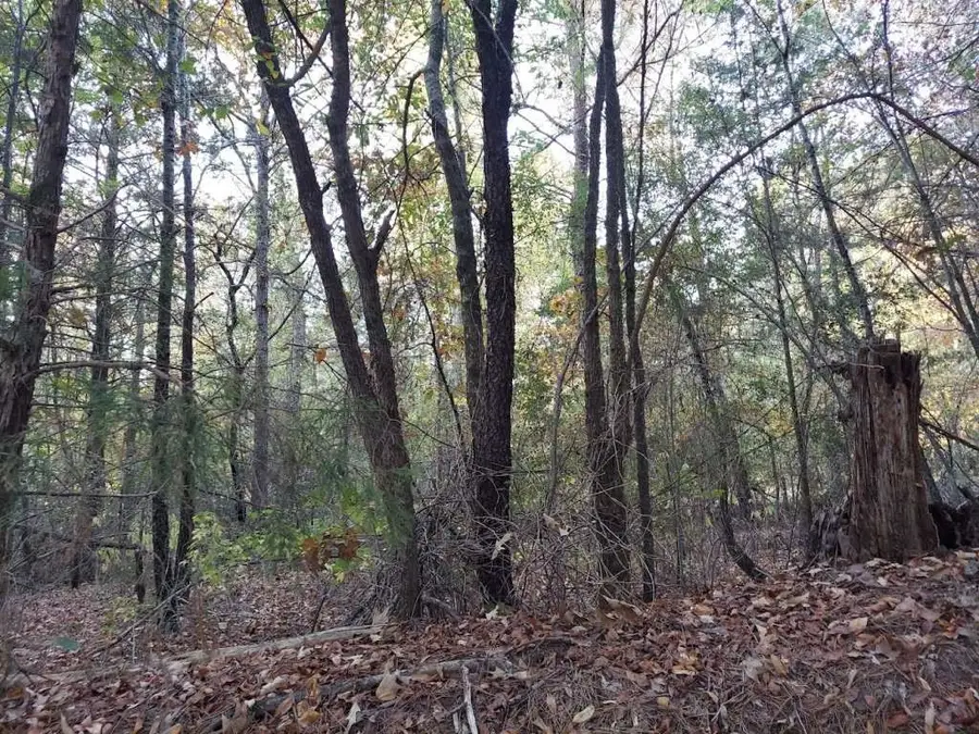 0 County Road 1587 Tr 3a, Avinger, TX 0 - Image #3