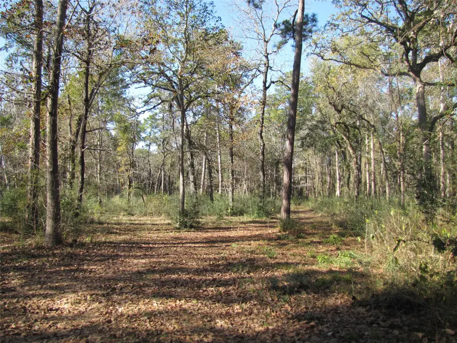 32602 Dogwood Trail, Magnolia, TX 77355 - Image #2