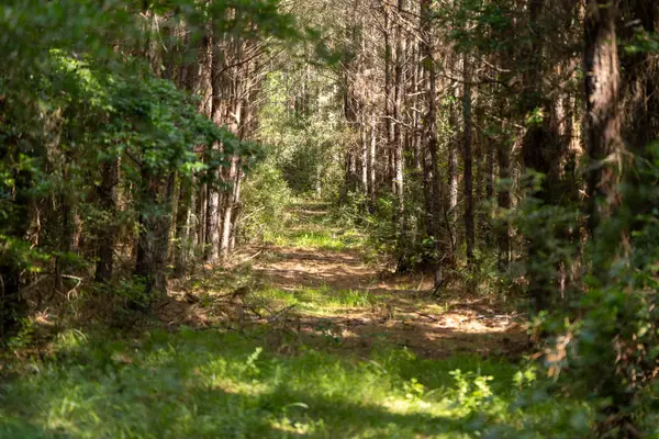 TBD Fm 705, Broaddus, TX 75929