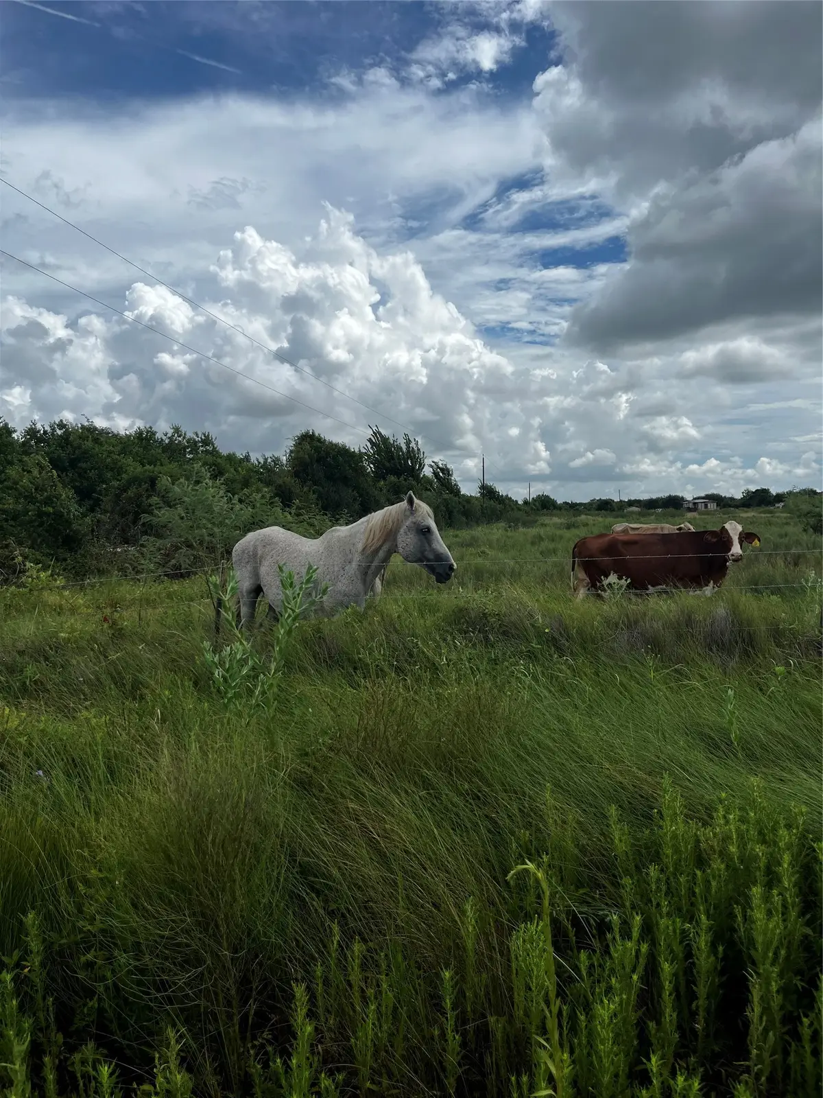0 County Road 306, Brazoria, TX 77422 - #1