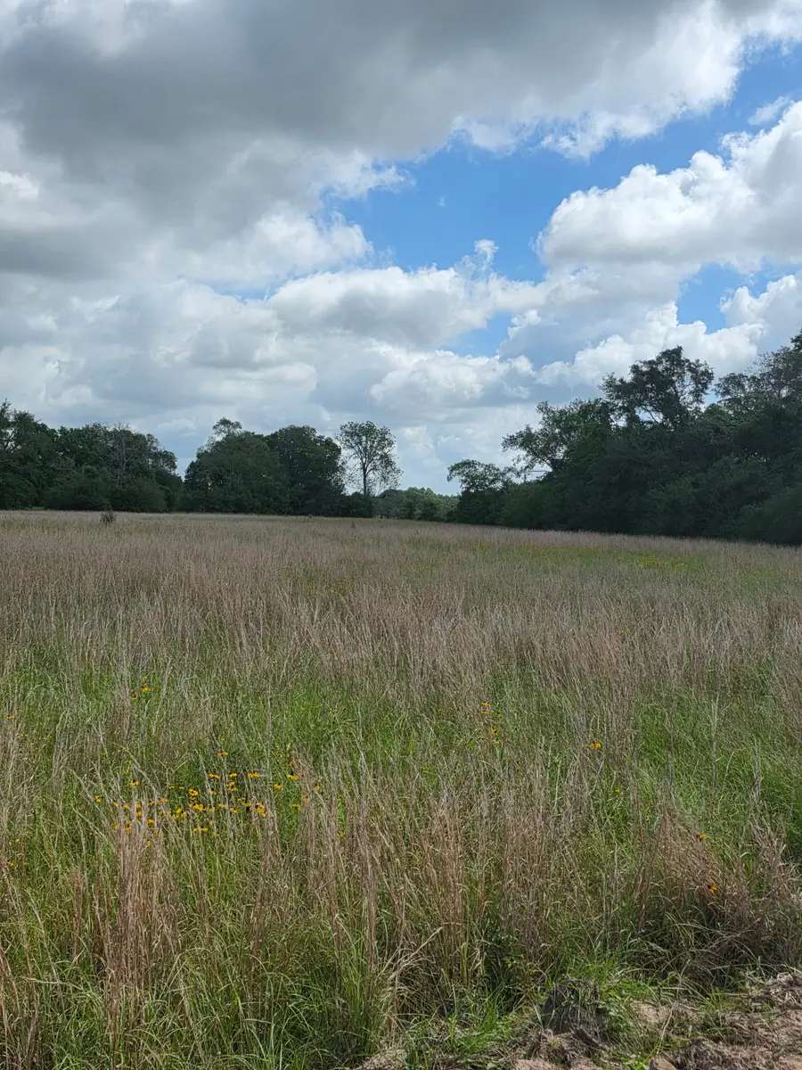 TBD LOT 12 County Road 201, Plantersville, TX 77363 - #2