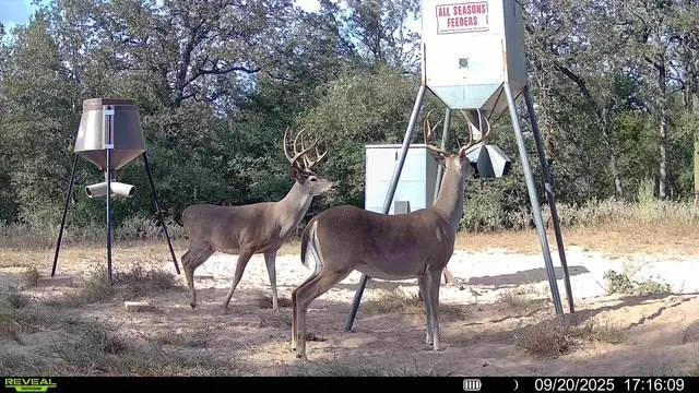 1147 County Rd 249, Harwood Ottine, TX 78658 - #1