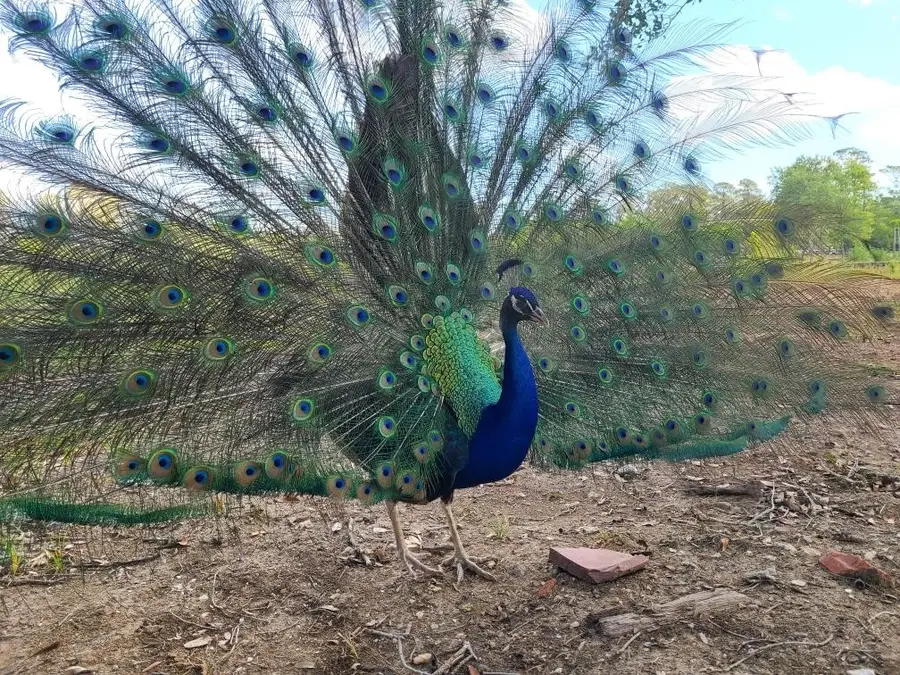 1902 Peacock Isle Drive, Dickinson, TX 77539 - #3