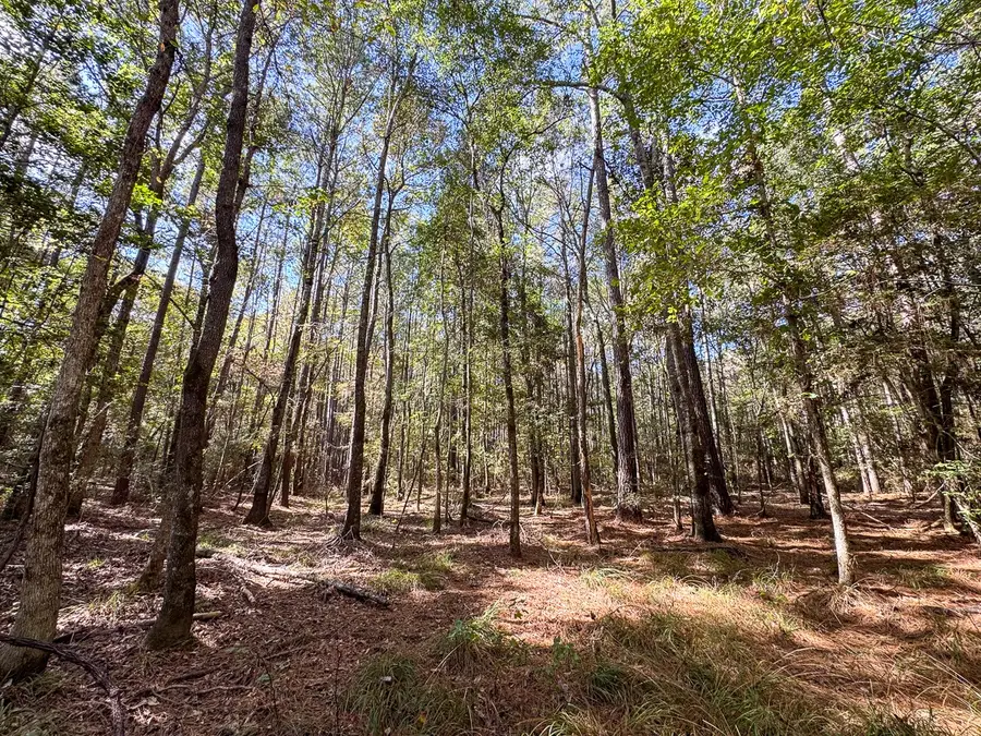 000 Mendez Road, Willis, TX 77378 - Image #3