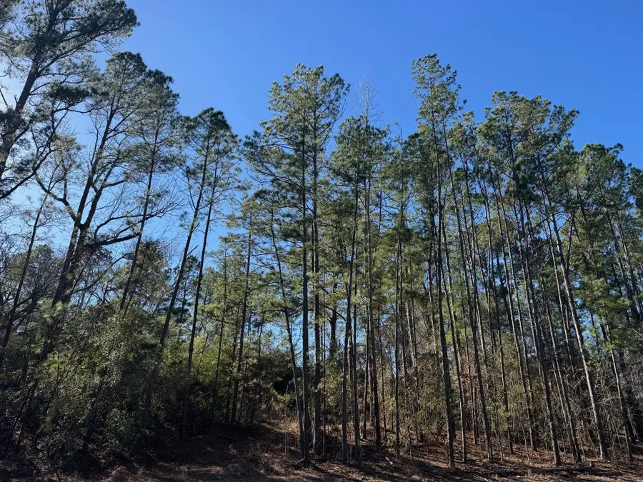 TBD Fm 1745 N, Colmesneil, TX 75938 - Image #3