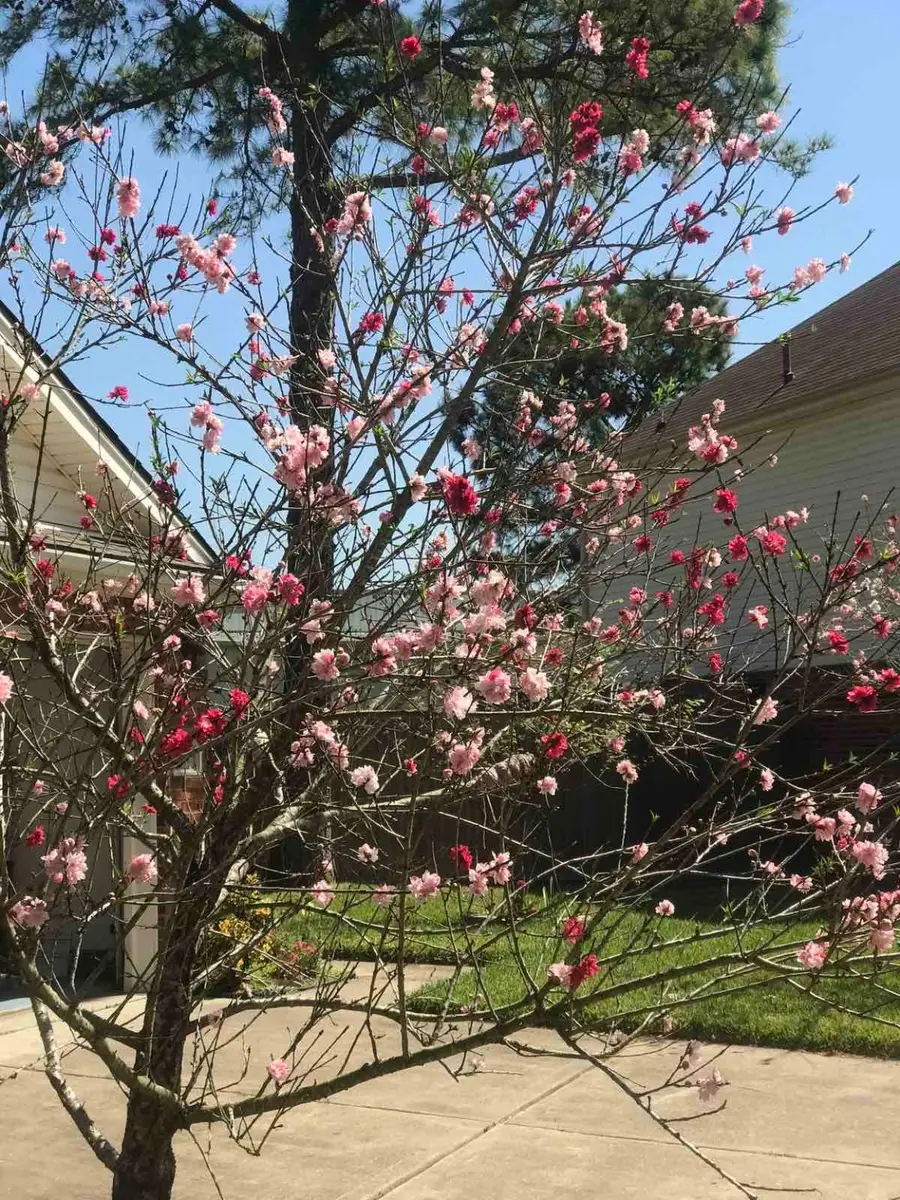 11036 Mistic Moon Court, Houston, TX 77064 - Image #3