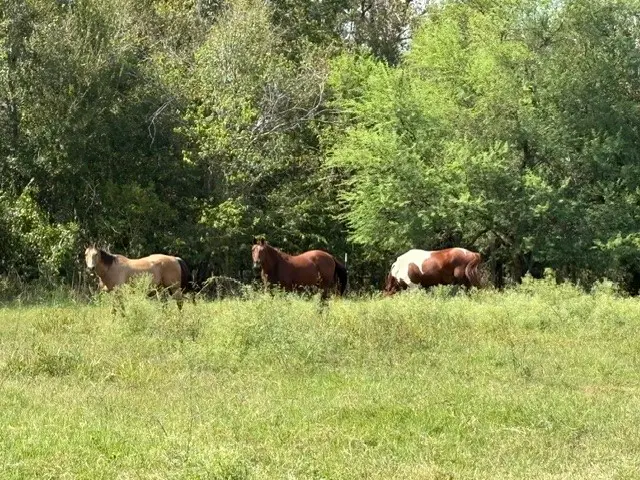 TBD Donigan Road, Brookshire, TX 77423 - #1