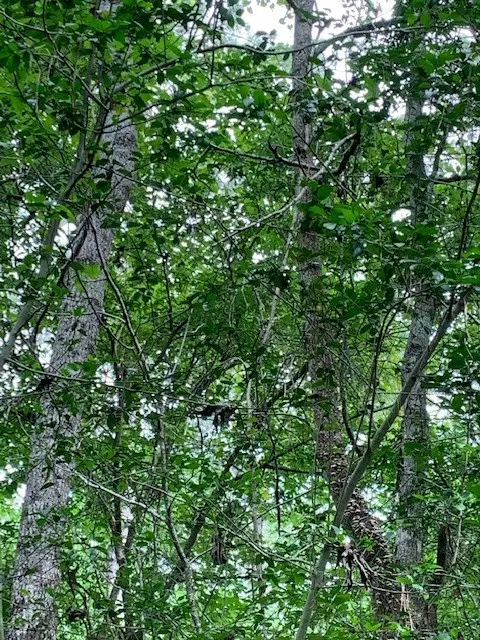 00 Bailey Grove Road, Montgomery, TX 77356 - #1