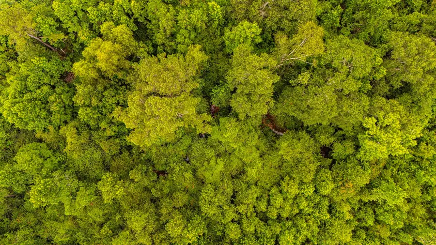 TBD County Road 2178, Cleveland, TX 77327 - #3