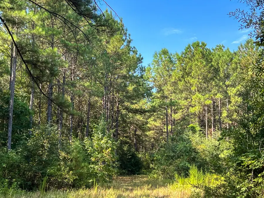 T-5 Fm 256, Woodville, TX 75979 - #2