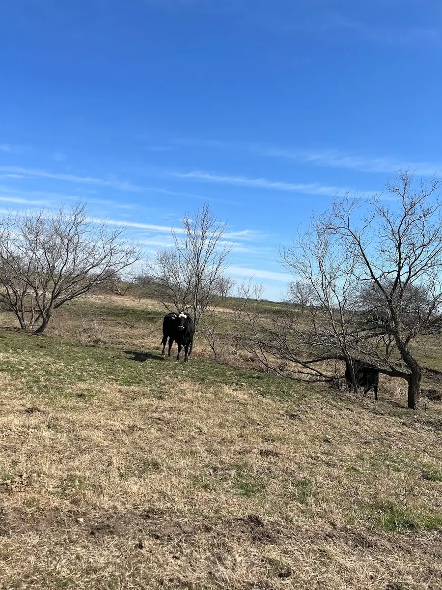 100 Cr 321, Jourdanton, TX 78026 - Image #2